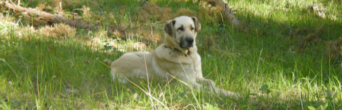 Akdağmadeni Karabaş Köpeği