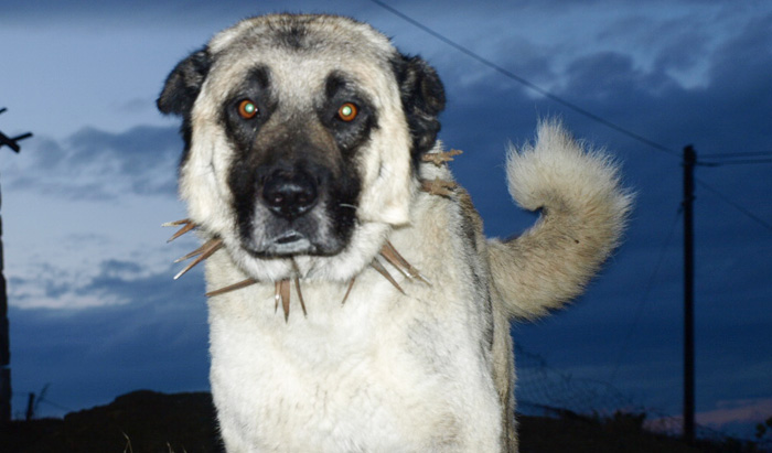Akdağmadeni Karabaş Köpeği