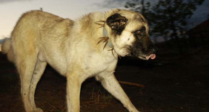 Akdağmadeni Karabaş Köpeği