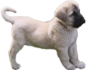 Akdağmadeni Yavru Karabaş Köpeği